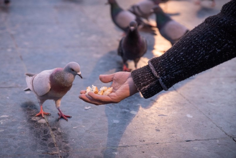 feeding-pigeons-stock-photo