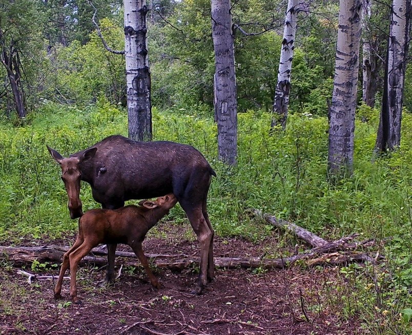 moose-calf-feeding-saugstad