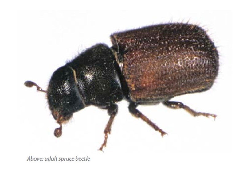 Spruce beetle/
handout photo