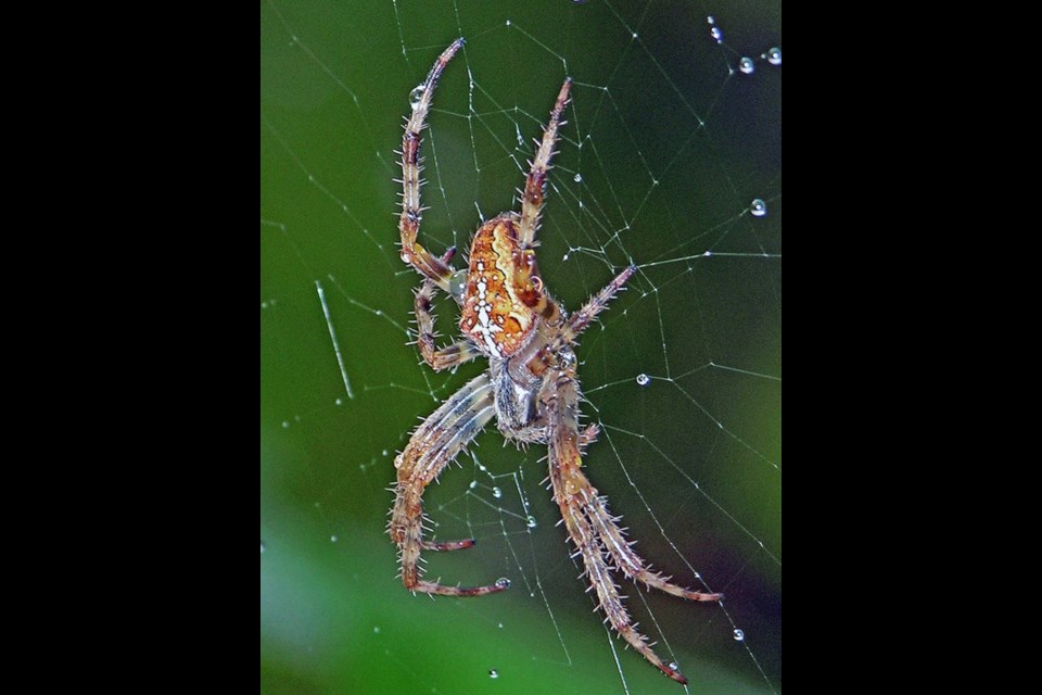 The garden cross orbweaver (araneus diadematus) is one of the region's most common spiders. Photo: Rick C. West