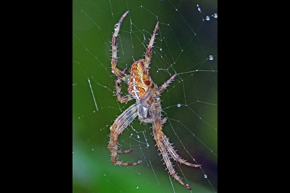 The garden cross orbweaver (araneus diadematus) is one of the regions most common spiders. RICK C. WEST