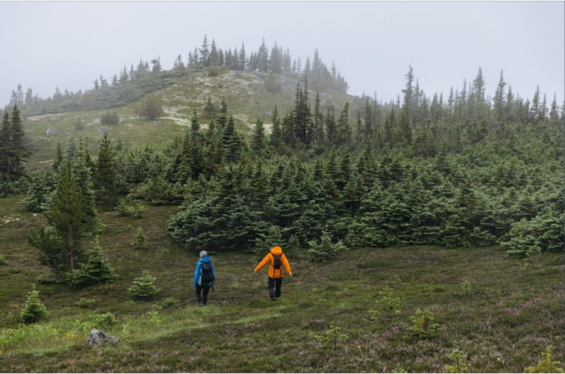 walk-through-whitebark-pine-forest