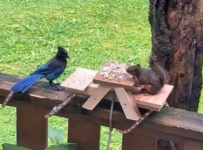 north-van-youth-raises-money-for-charity-by-selling-mini-picnic-tables-for-squirrels-0