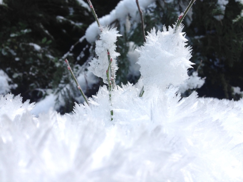 Hair frost vs. hoar frost: do you know the difference? - Bowen Island  Undercurrent