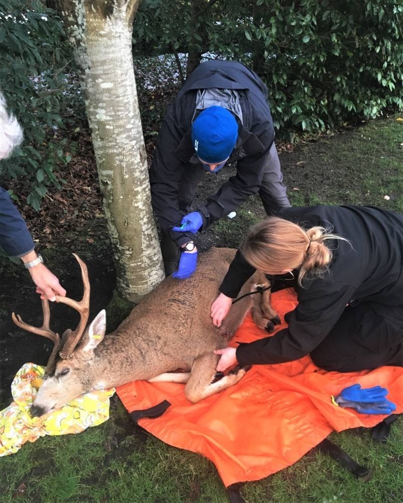 tc-109256-web-deer-jpeg