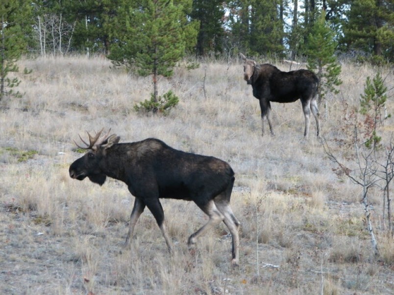 moose
