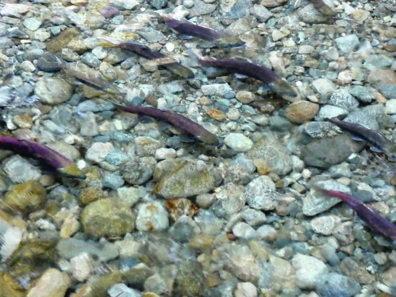 tc-212776-web-salmon-stream-5-jpg