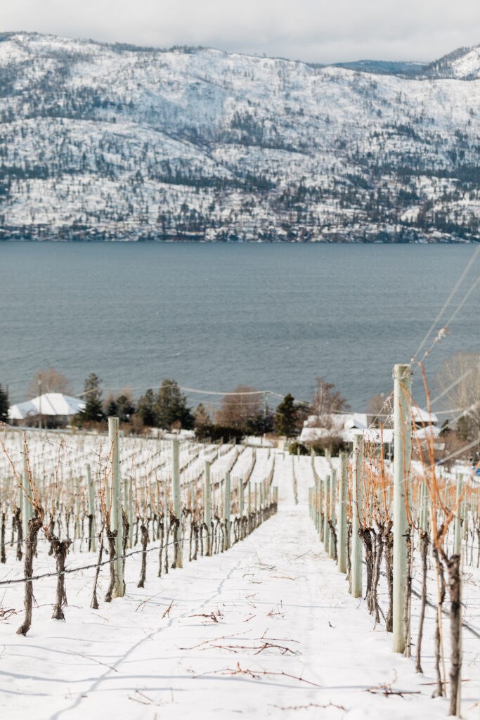 20210219_bcwi-winter-vineyards-1006-683x1024