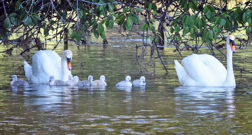 west vancouver swans 2