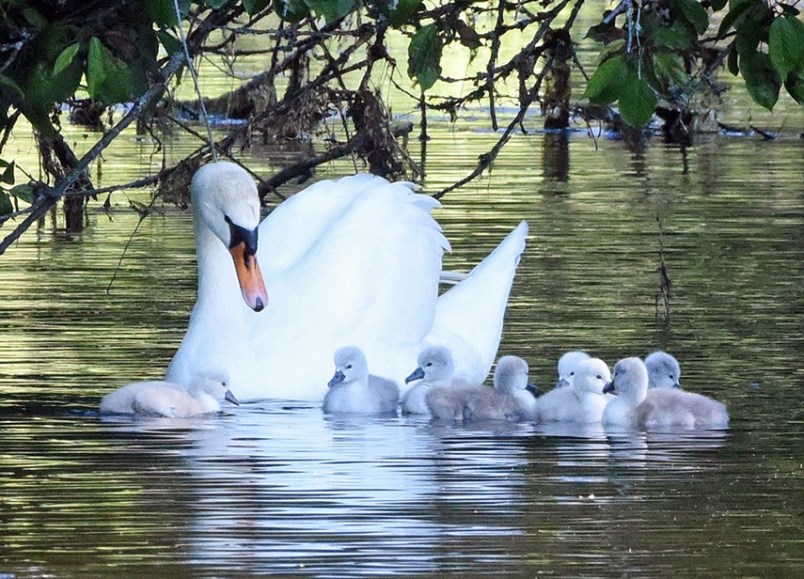 west vancouver swans