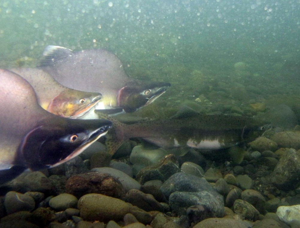 Pacific Salmon Commission raises forecast for B.C. Fraser River pink
