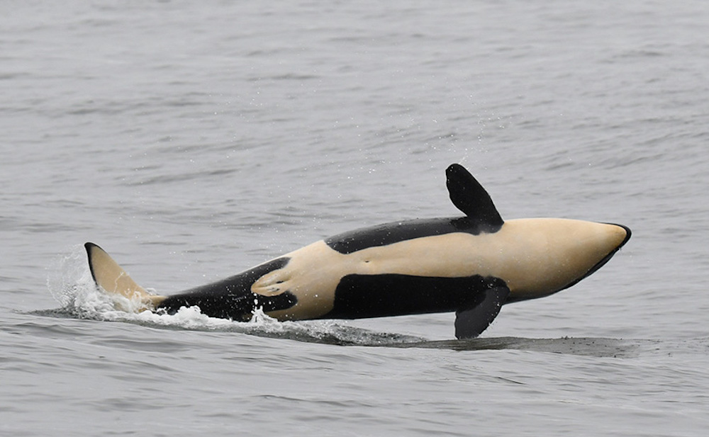 træner finansiel Monet Scientists confirm newborn endangered orca is a female - Victoria Times  Colonist