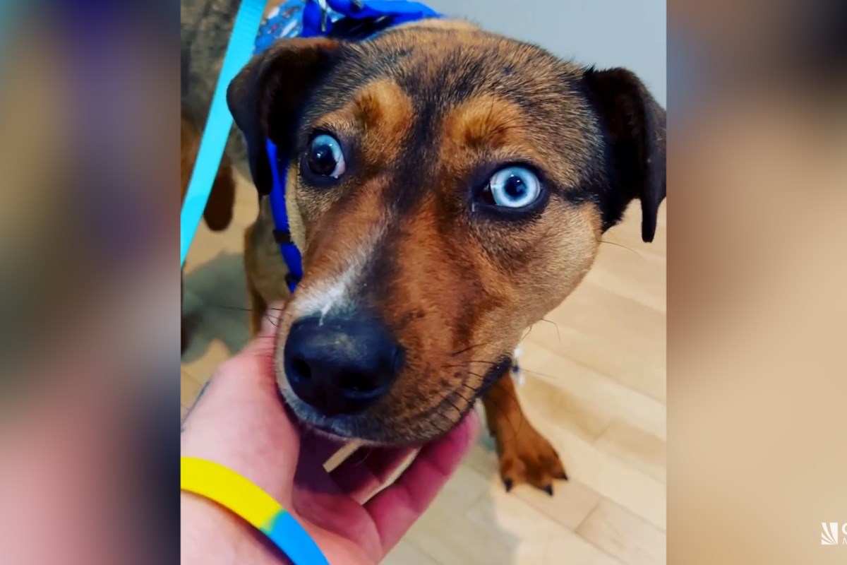 Tied-up dog with deep neck wound rescued from yard - Victoria Times Colonist Tied-up dog with deep neck wound rescued from yard - Victoria Times Colonist