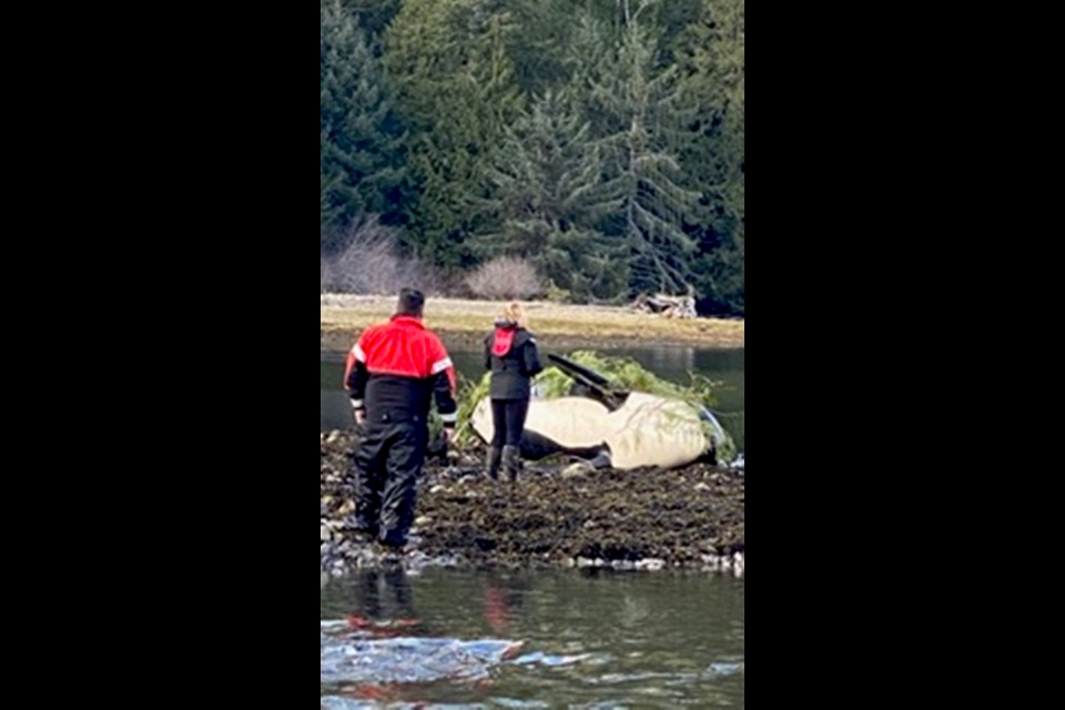 First Nations cover the body of the deceased orca with cedar boughs. COURTESY SIMON JOHN