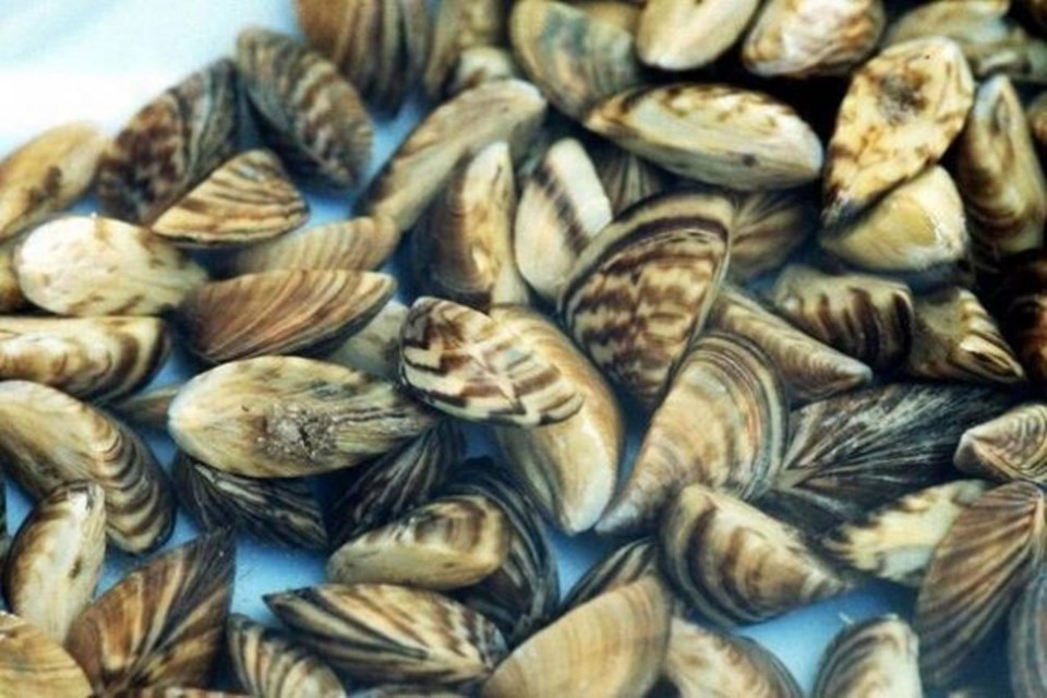 zebra mussels