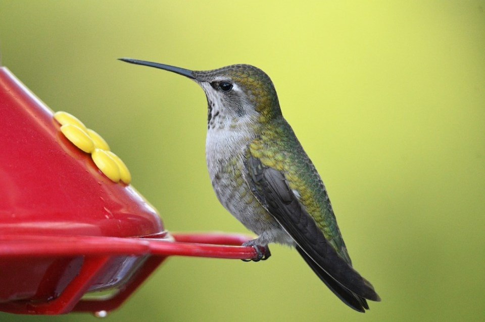 annas-hummingbird-6084571_1280