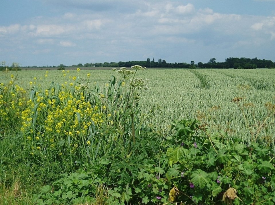 Wheat_growing_near_Kenton_-_geograph.org.uk_-_192096