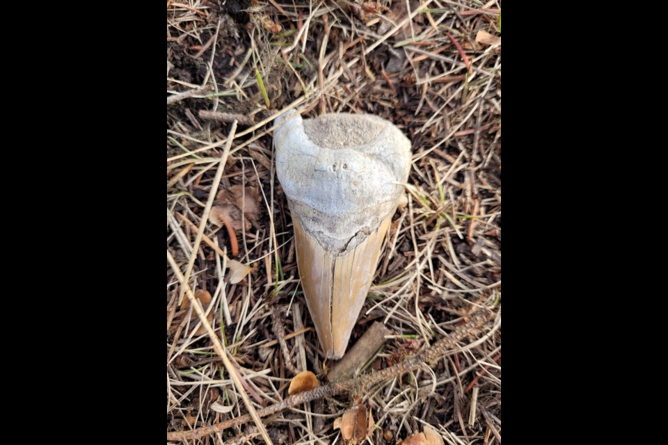 A megalodon tooth is seen in an undated handout photo. Rachel Shill Cook and her 13-year-old stepdaughter, Addison Shill, were exploring along the Nechako River near Prince George, B.C., last week found something far more unique that colourful rocks. RACHEL SHILL COOK
