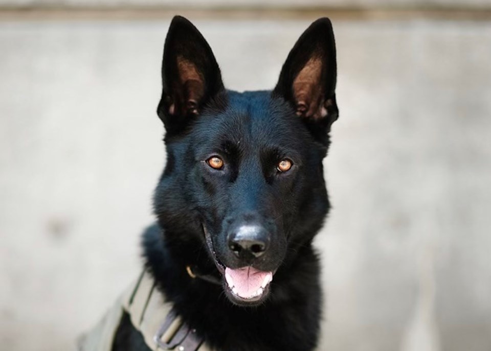 police-dog-norco