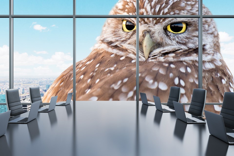 boardroom-owl