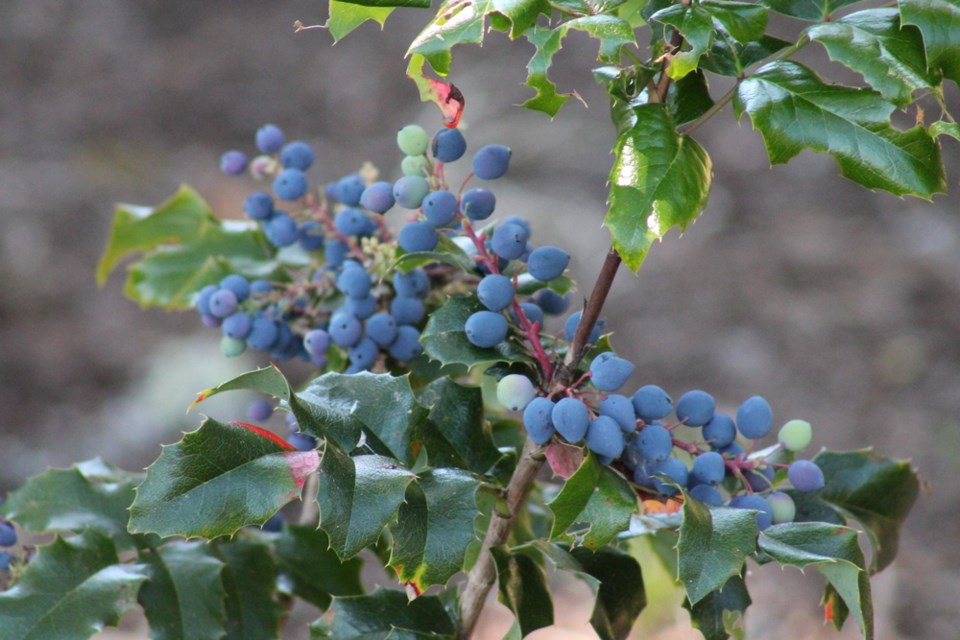 oregon-grape_fruit_-_mahonia_sp_2-photocorrected_1000x667