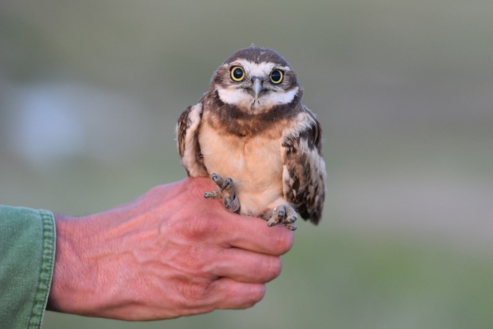 wilder-owl