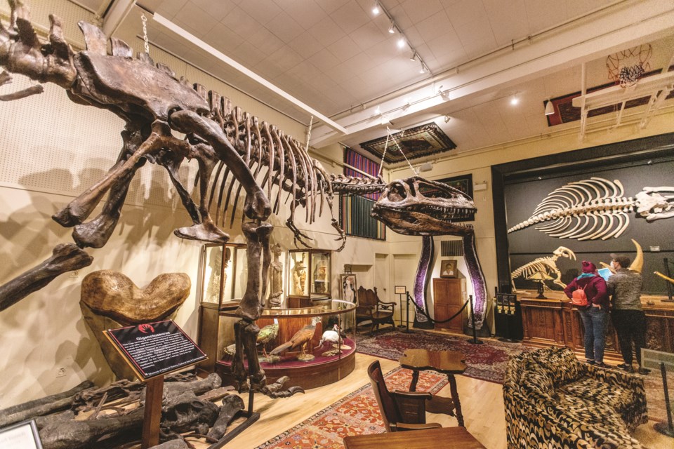 Jim Shockey has opened a museum that reflects his adventures - Victoria  Times Colonist