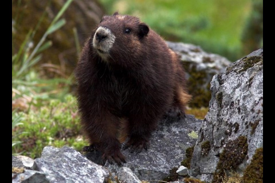 A Vancouver Island marmot. OLI GARDNER, MARMOT RECOVERY FOUNDATION