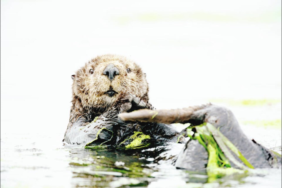 A sea otter wrapped in eelgrass. When otters dig around in eelgrass looking for shellfish and disturb the coastline grasses, they create a genetic diversity in the plants that makes them more sustainable amid changing climate conditions, a University of Victoria researcher has discovered. KILIII YUYAN PHOTOGRAPHY 