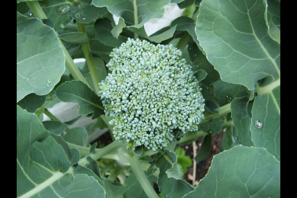 Aspabroc is a sprouting broccoli that produces a succession of small sprouts over an extended period. Helen Chesnut 