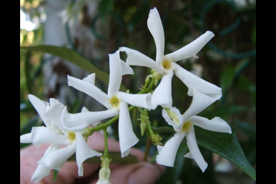 Star jasmine is grown as a sprawling evergreen shrub or a small-space vine. The intensely fragrant flowers have a distinctive pinwheel shape. Helen Chesnut 