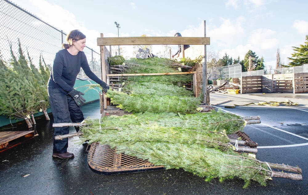 Drama behind Island's Christmas-tree deliveries - Victoria Times Colonist - Times Colonist