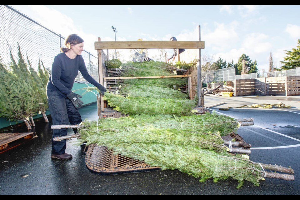 Kim Frocklage unloads Douglas firs at the Braefoot Athletic Association lacrosse box after a white-knuckle trip from Invermere to Victoria. DARREN STONE, TIMES COLONIST    Nov. 23, 2021