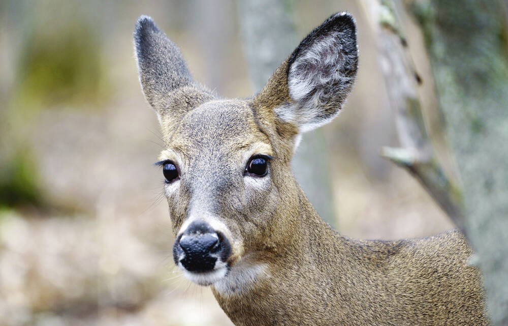 Deer found to be infected with COVID-19 in Quebec; no positive tests so far in B.C. - Pique Newsmagazine