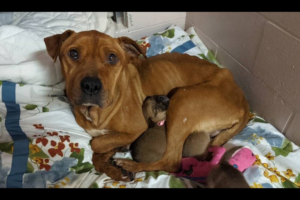A two-year-old emaciated dog and her five puppies were brought to the Nanaimo SPCA after they were found abandoned. VIA B.C. SPCA