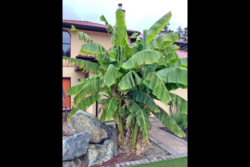 Banana plants give a tropical, or Mediterranean look to a landscape. Linda Rand photo