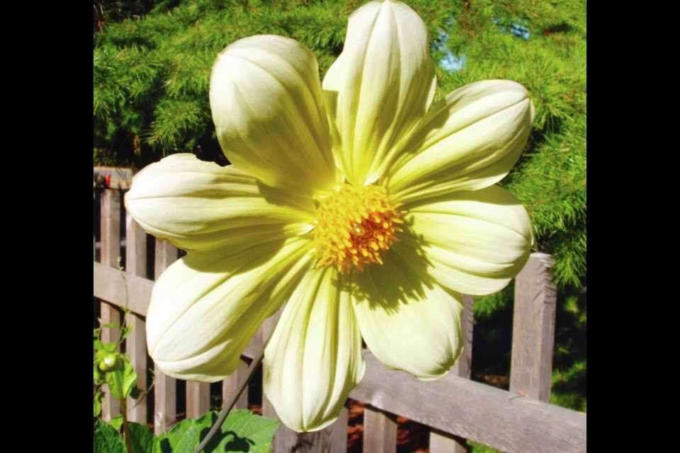 If you want pollen-rich dahlias to attract and feed bees, choose single or semi-double flowers. HELEN CHESNUT 
