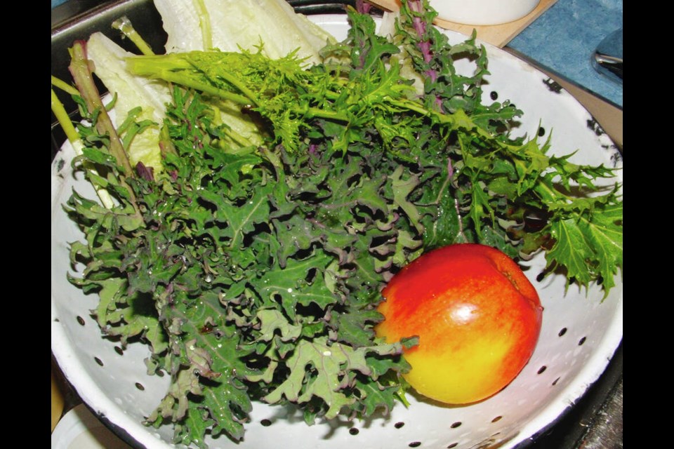 Kale is a staple in the winter food garden. A festive salad can be made with kale and lettuce, chopped apple and toasted walnut halves. Helen Chesnut  