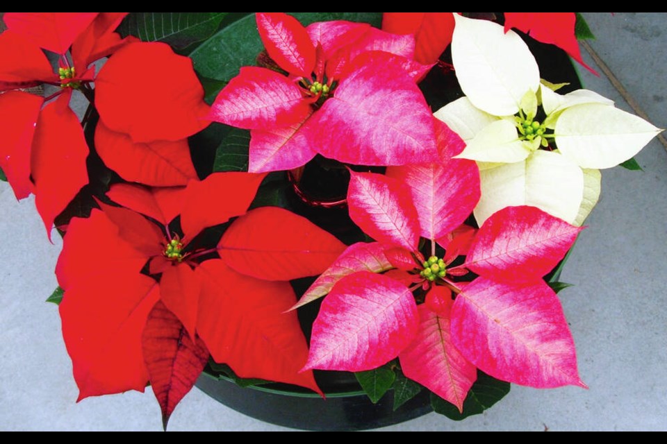 A poinsettia brought home from a garden centre can often shed a few leaves as it adjusts to the new environment. HELEN CHESNUT