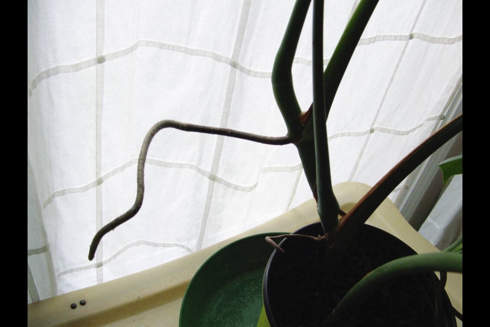 Well placed aerial roots on split-leaf philodendron plants, when they grow long enough, can be settled into the soil to root and help nourish the plant. Helen Chesnut