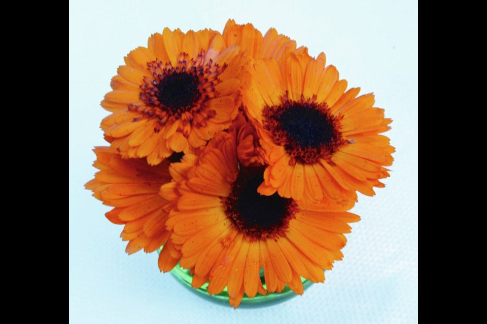 Orange Button is a showy calendula with bright orange petals surrounding a large, dark centre. Helen Chesnut 