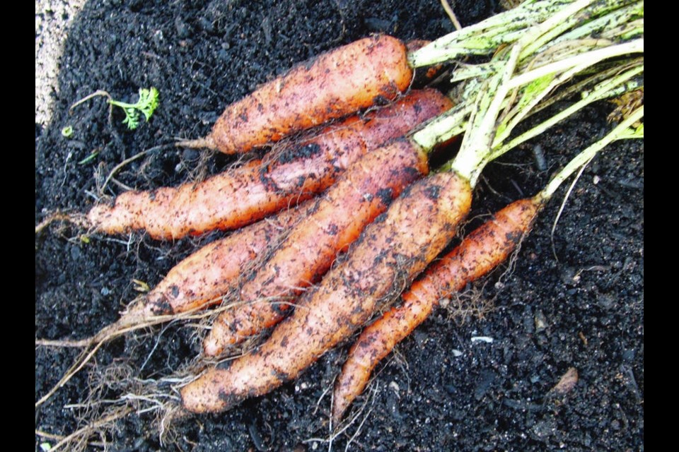 Carrots fare well stored in their garden plot over the winter, given a little protection during times of hard freezing. Pulled or dug fresh from the garden in winter, they are a treat. HELEN CHESNUT