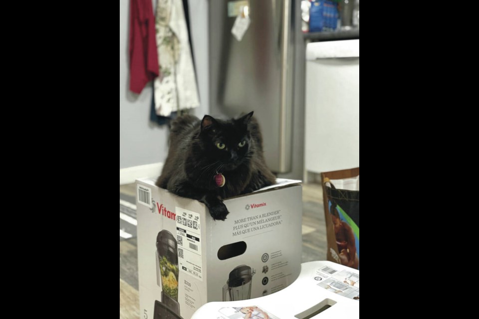 Lando gets comfortable. Jessica Gerson-Neeves 