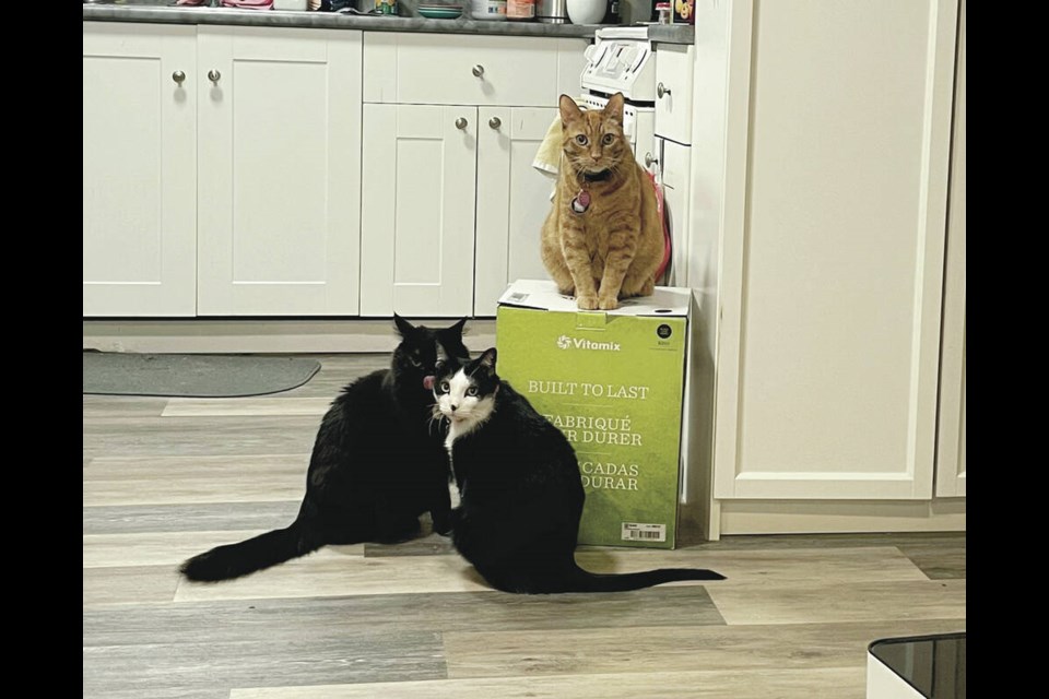 George (the ginger cat on top), Max, centre, and Lando, left, stand guard around a Vitamix box that has become the centre of a battle of the wills between them and the humans they share their Victoria apartment with.  Photo via Jessica Gerson-Neeves 