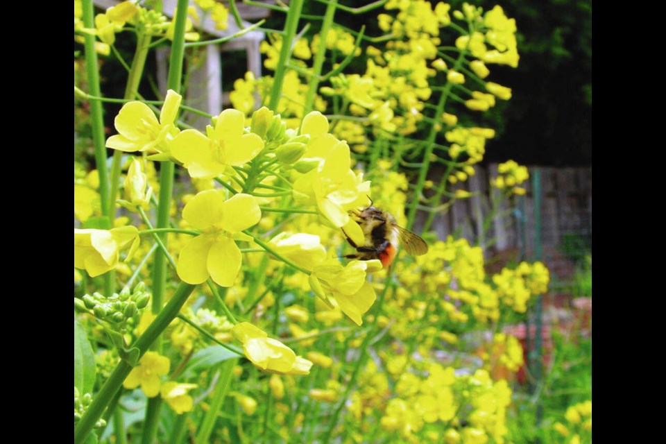 As kale plants flower in the spring, they attract and nourish bees and other pollinators as well as the beneficial insects that help to control garden pests. HELEN CHESNUT