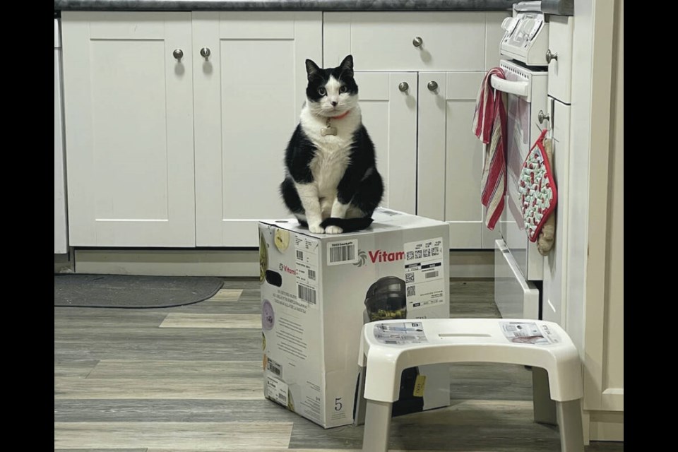 Max takes possession of the Vitamix box. Jessica Gerson-Neeves