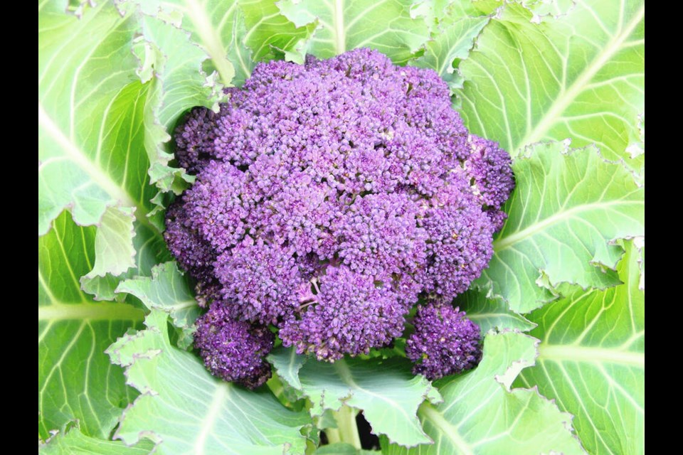 From a summer sowing, Purple Cape cauliflower over-winters well to produce fine, tasty heads in early spring. HELEN CHESNUT 