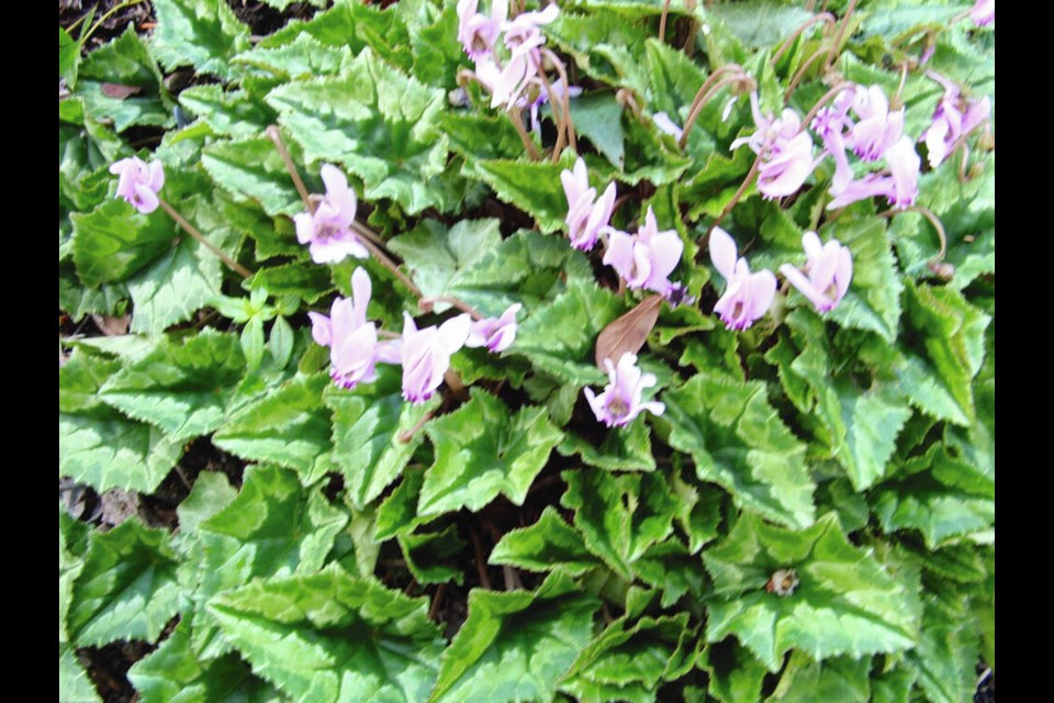In mid-October, a few of the late summer and early autumn flowers remain on this patch of ivy-leaved cyclamen as the handsome foliage has emerged to form a solid mat that will remain through the winter and early spring. HELEN CHESNUT 