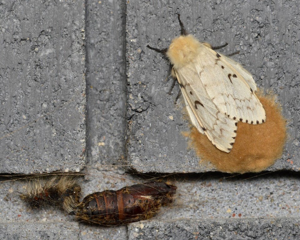 web1_gypsy_moths_-lymantria_dispar-_-_guelph_ontario_2020-07-26