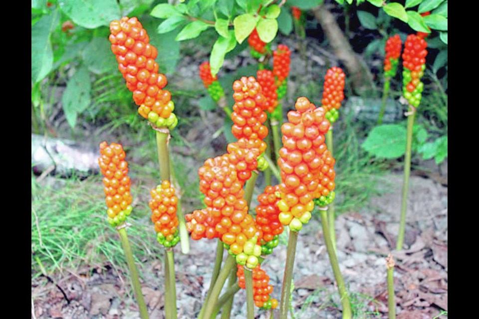 Italian arum, or Arum italicum is a toxic, noxious weed in Washington state that has spread to Victoria. Via Horticulture Centre of the Pacific 